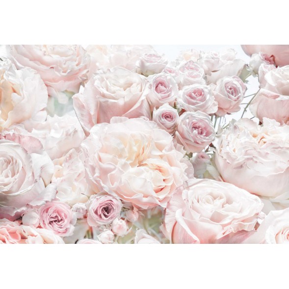 8-976 Фотообои Komar "Весенние розы"