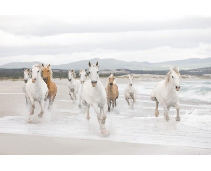 8-986 Фотообои Komar "White Horses"