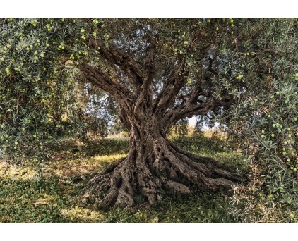 8-531 Фотообои Komar "Olive Tree"
