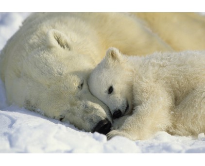 1-605 Фотообои Komar "Polar Bears"