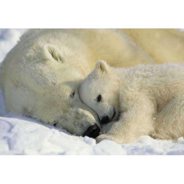 1-605 Фотообои Komar "Polar Bears"