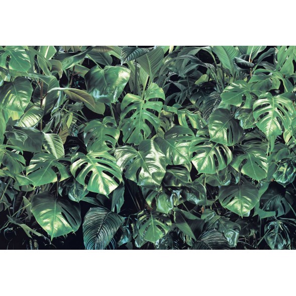 8-333 Фотообои Komar "Тропическая зелень"